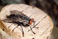 sarcophaga carnaria